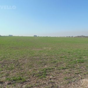 Campo,  Colonia Estrella, Alto Indice De Productividad, Sobre Ruta 97.