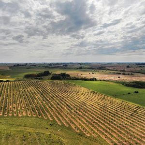 Colonia - 39 Has(olivar).