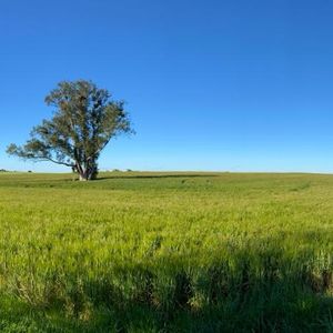 Campo Con Visto Al Rio De La Plata, Buena Tierra Productiva.