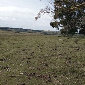 Campo En Rocha