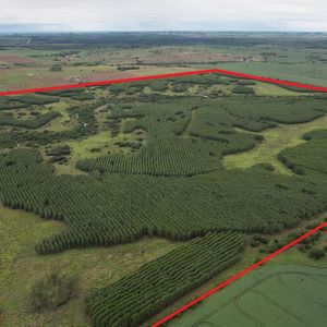 Campo Forestal - Colonia - 150 Hectareas