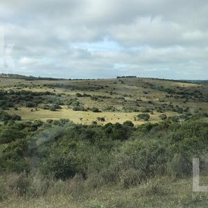 Campo - Treinta Y Tres