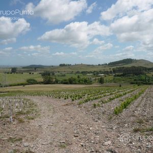 Campo De 10 Hectareas Con VIñedo De 2 Hectareas. Financiacion!