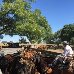 Campo En Venta - Paysandú