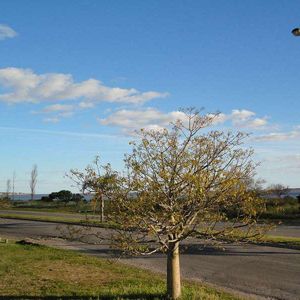 Terreno En Primera Línea - Rambla Colonia - Residencial