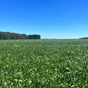 Campo Premium En Río Negro – 200 Ha Suelos 11.5, Renta Forestal Y Arroyo Lindero