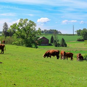 Campo En Venta - Rivera