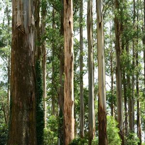 Campo En Lavalleja, Con Renta Forestal A 20 Años, 100 % Suelos 2.14 Sobre Ruta Nacional Asfaltada