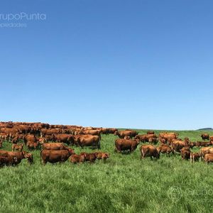 Campo En Venta - Durazno