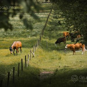 Campo En Venta - Florida