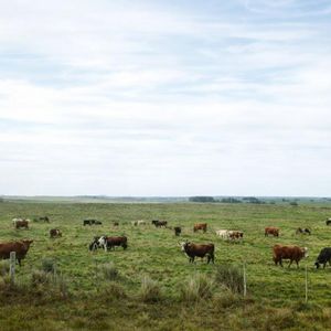 Campo Agrícola Ganadero En Venta En Lavalleja .   360 Hás