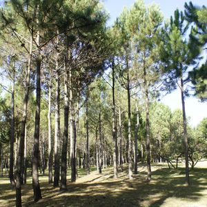 Venta De Lote De 10 Hectáreas Sobre Ruta10 Cerca De Valizas. Rocha