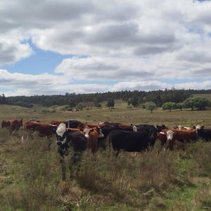 Campo En Solis De Mataojo 
