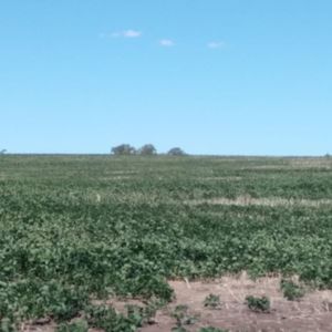 Campo Agricola En Rio Negro