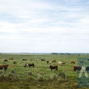 Campo Agrícola Ganadero En Venta En Lavalleja .   360 Hás