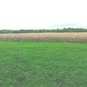 Campo En  Colonia Valdense