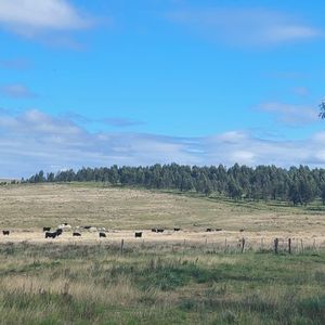 Campo Forestado En Lavalleja - Tm6159445