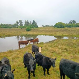 Campo A 17 Km De San José De Mayo