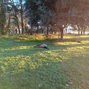 Campo En La Paloma