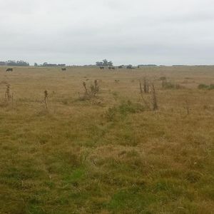 Campo En La Paloma