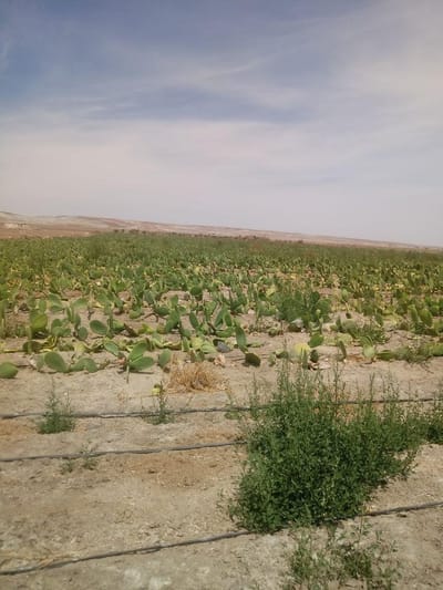 Vendo Galpones en San Isidro - La Joya - Arequipa