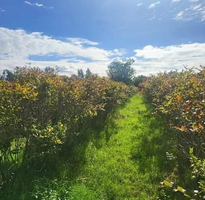  Chacra con producción de arándanos 