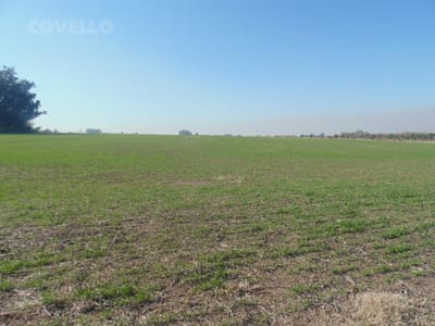 Campo,  Colonia Estrella, alto indice de productividad, sobre ruta 97.