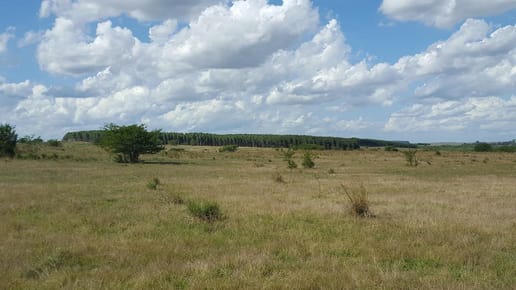 Campo en Polanco - TM5931820