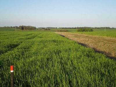 1 - Tula Suarez de Cutinella - San Pedro  Lote 12