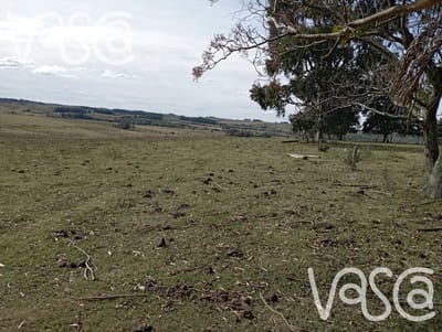 Campo en Rocha