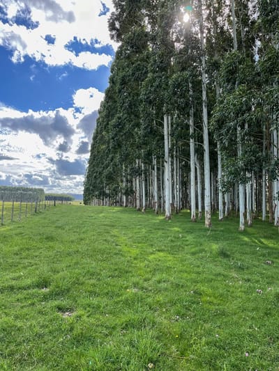 Campo 1380 ha en Treinta y Tres
