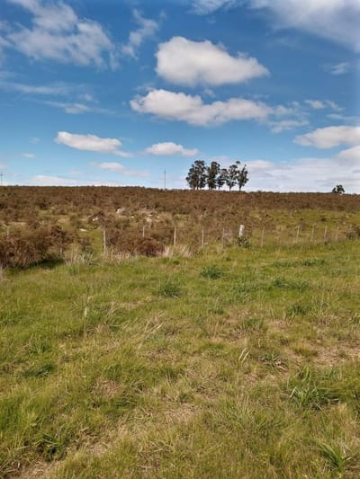 Campo - Pan de Azúcar