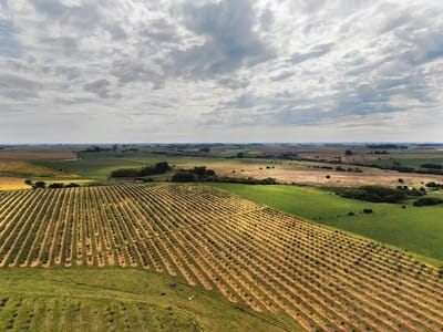Colonia - 39 has(Olivar).
