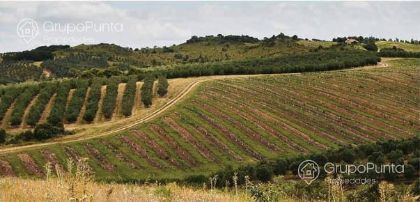 Chacra - José Ignacio - Pueblo Garzón espectacular olivar en producción