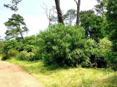 Terreno en OCEAN PARK