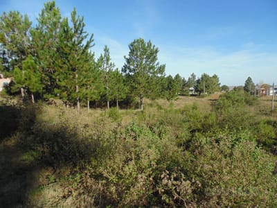 Exclusivo Terreno en Venta en Balneario Zagarzazú, Carmelo: Tu Oportunidad de Inversión y Relax.