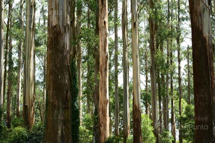 Campo en Lavalleja, Con Renta Forestal a 20 años, 100 % Suelos 2.14 sobre Ruta Nacional Asfaltada