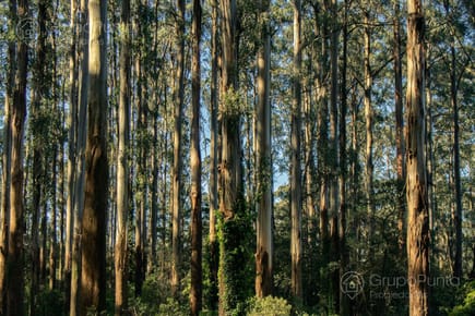 Campo en Lavalleja, Con Renta Forestal a 20 años, 100 % Suelos 2.14 sobre Ruta Nacional Asfaltada