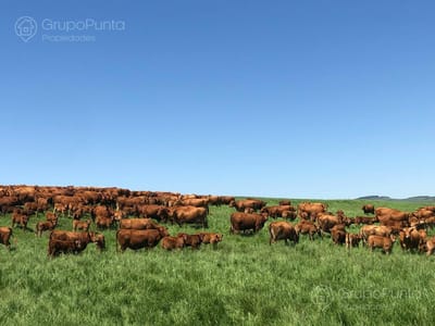Campo en Venta - Durazno