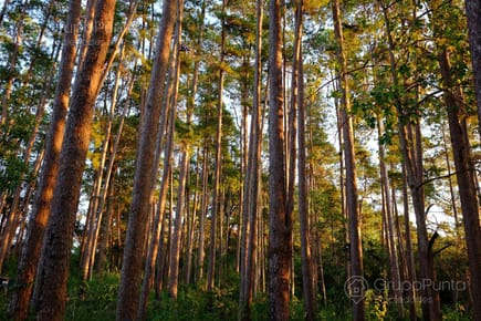Campo en venta Con renta forestal - Treinta y Tres