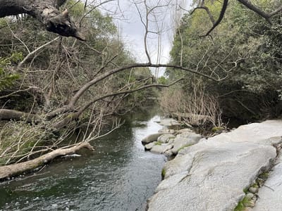 Campo en Uruguay con río y casas – 85 ha en Colonia | Ideal turismo o refugio