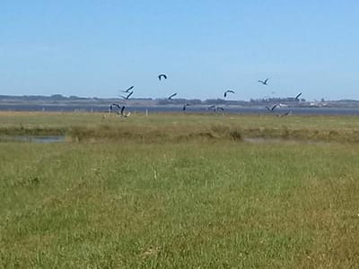 Chacra - Chacras de José Ignacio