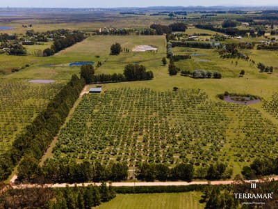 Chacra con plantacion de Olivos en La Barra TM 5654708