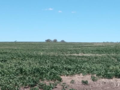 Campo Agricola en Rio Negro - TM4934969