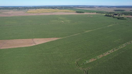 Campo en San Pedro del Paraná - TM5136824