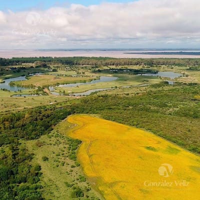 Campo - Carmelo