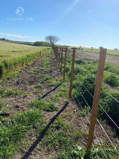 Campo - Carmelo