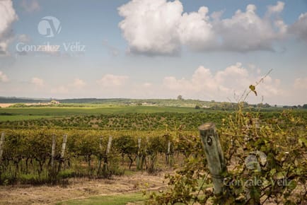 Chacra en Carmelo