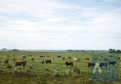 Campo Agrícola Ganadero En Venta en Lavalleja .   360 Hás