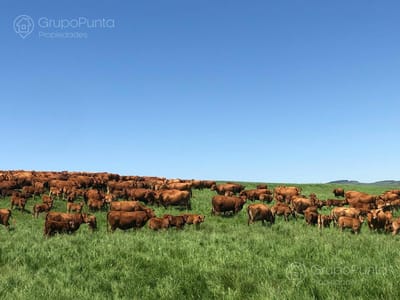 Campo en Venta - Treinta y Tres